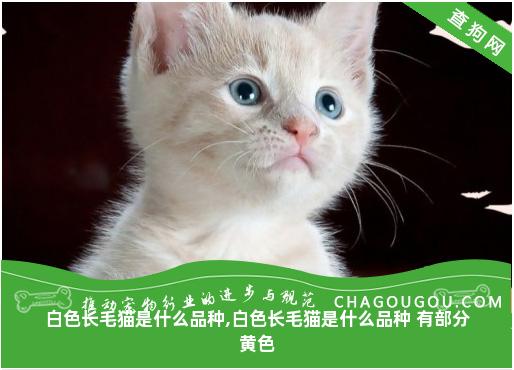 白色长毛猫是什么品种,白色长毛猫是什么品种 有部分黄色